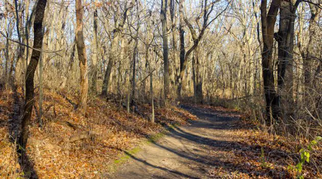 Brown's Woods Forest Preserve Trail