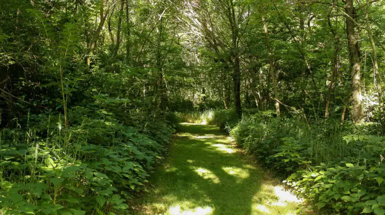 Walnut Woods trail