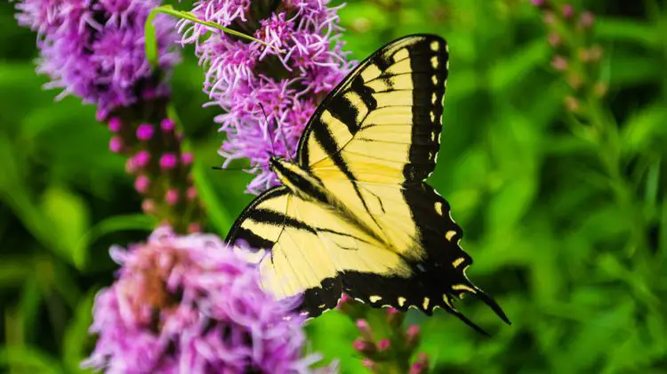 Saylorville Lake Butterfly Garden