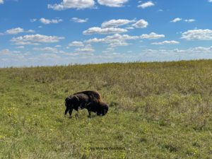 Bison at Neal Smith Wildlife Refuge
