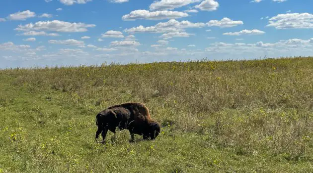 Bison at Neal Smith Wildlife Refuge