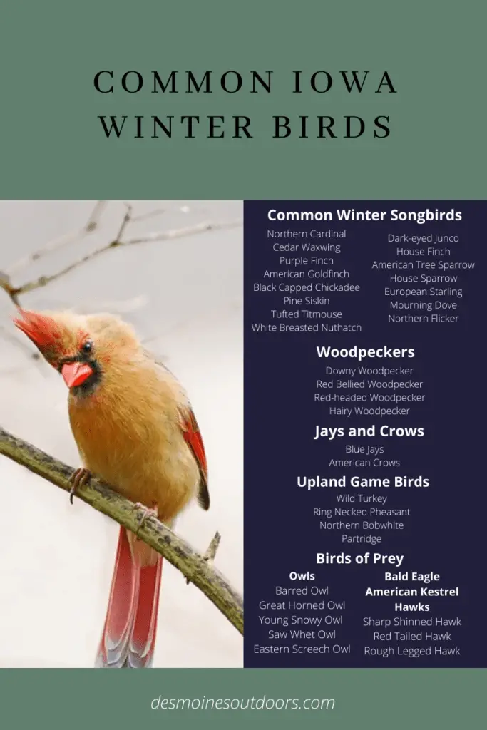 Iowa Winter Birds