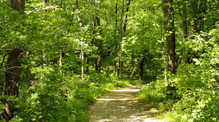 Margo Frankel Woods Trail