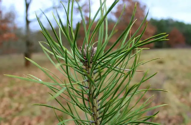Pine seedling