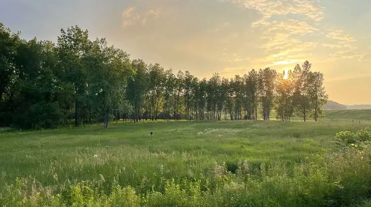 Meadow at Volga River State Recreation Area