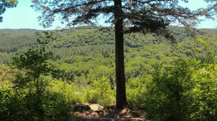 View from a Paint Creek Unit Trail/Yellow River State Forest