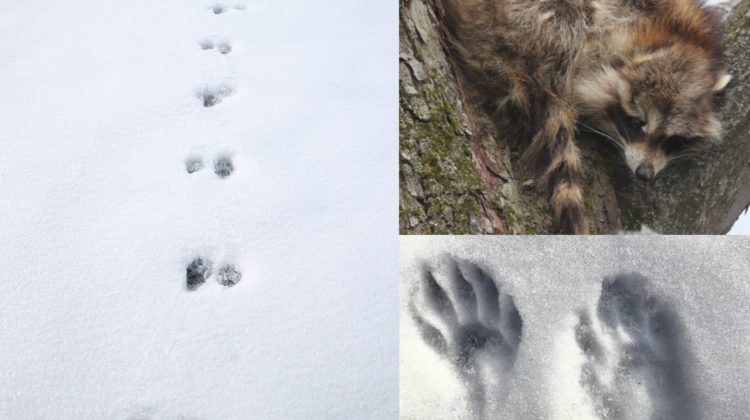 raccoon tracks in snow