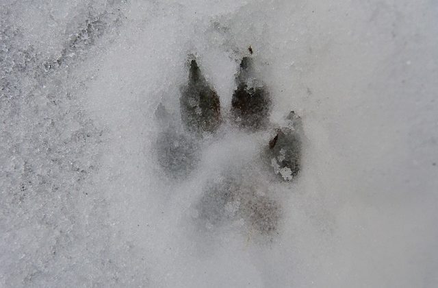 coyote or fox tracks