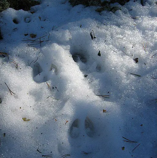 white tailed deer tracks