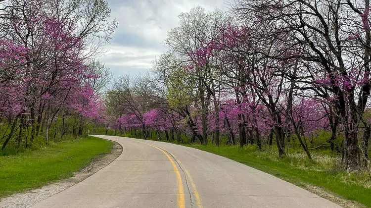 Redbud trees at Red Haw State Park