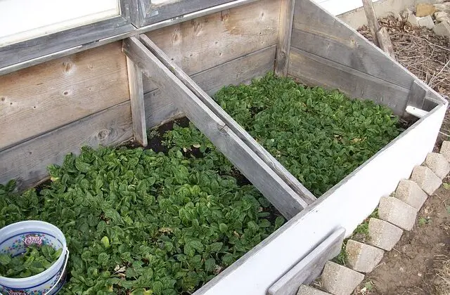 Spinach in cold frame, growing vegetables in winter